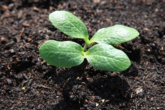 V teplé a vlhké zemině semena cuket rychle klíčí a semenáčky utěšeně rostou