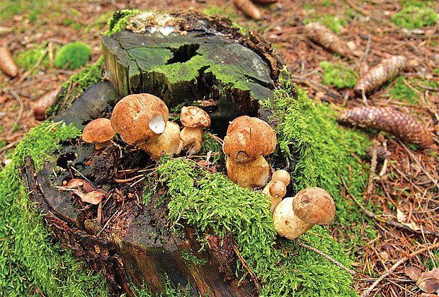 Lesní houby lze pěstovat