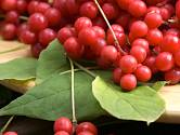Léčivé jsou plody i listy klanoprašky neboli mangolky čínské