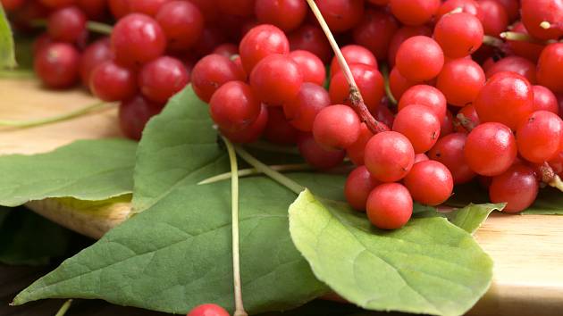 Léčivé jsou plody i listy klanoprašky neboli mangolky čínské