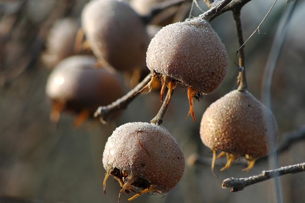 Plody mišpule jsou po přemrznutí ještě chutnější