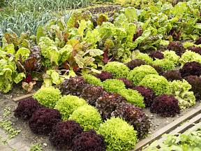 Charakteristickým znakem vytrvalé zeleniny je, že je možné ji pěstovat na stejném místě po několik let.