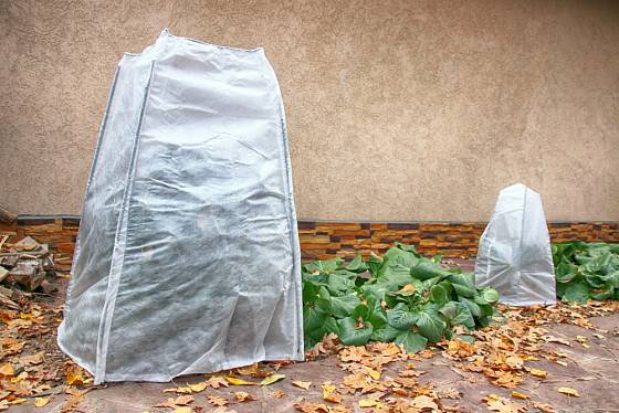Kryt z netkané textilie ochrání rostliny před mrazem a větrem