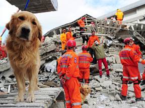 Psi silně vnímají i přicházející živelné katastrofy jako zemětřesení.