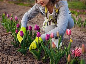 Cibule tulipánů je nutné nechat dobře proschnout, aby se zacelily.
