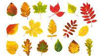 Listí rozmanitých barev a tvarů.