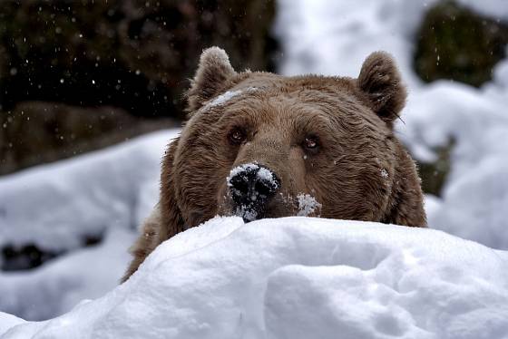 Medvěd hnědý obvykle v zimě spí.