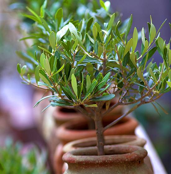Olivovník jako přenosná rostlina