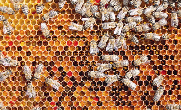 Včela sbírá pyl celý den