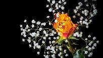Větvička šateru dokáže z jediného květu růže vyčarovat atraktivní dekoraci.