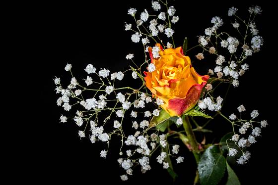 Větvička šateru dokáže z jediného květu růže vyčarovat atraktivní dekoraci.