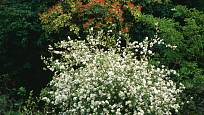 Bohatě bíle kvetoucí hroznovec (Exochorda).