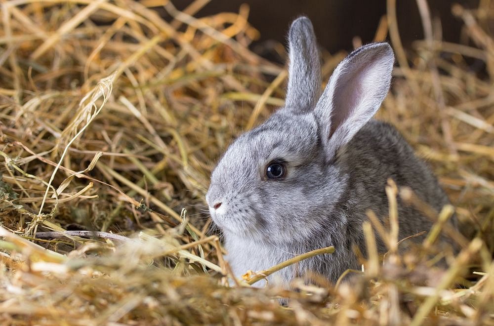 Jak připravit králíky na zimu? | iReceptář.cz