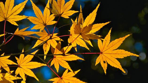 Podzimně zbarvené javorové listy prosvícené sluncem.
