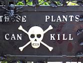 Rostliny - zabijáci