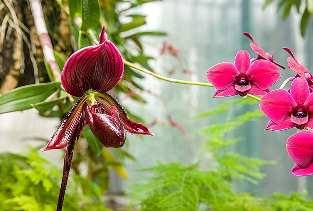 vlevo orchidej Paphiopedilum a v pravo Phalaenopsis