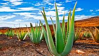 Aloe vera se běžně pěstuje například na plantážích ostrova Fuerteventura.