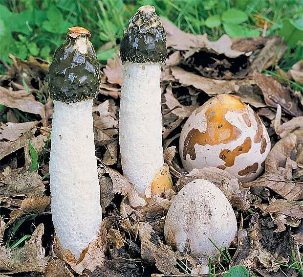 Веселки грибы фото и лечебные свойства и противопоказания