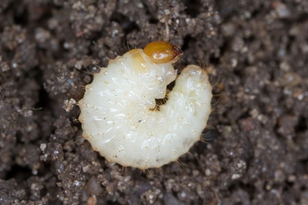 larva lalokonosce rýhovaného