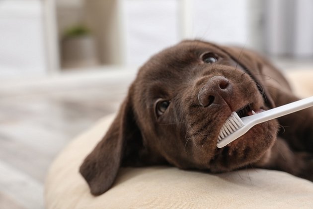Učte štěně zvykat si na čištění zubů.