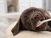 Učte štěně zvykat si na čištění zubů.