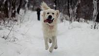Procházky v zimě jsou pro psa stejně důležité jako v jiném ročním období.