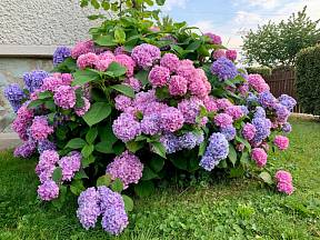 Bohatě kvetoucí hortenzie je v létě ozdobou zahrady.