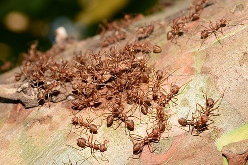 Mravenci parazitují na ovocném stromě.