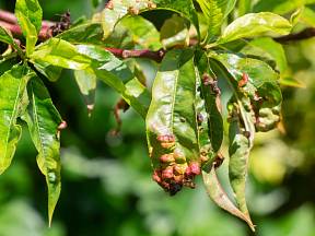 Jak se zbavit kadeřavosti listů na ovocných stromech bez chemie