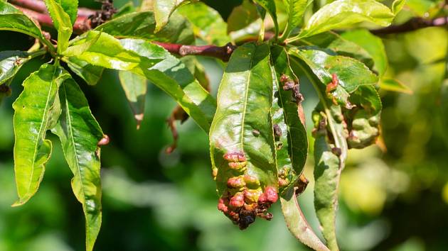 Jak se zbavit kadeřavosti listů na ovocných stromech bez chemie