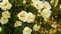 Růže bedrníkolistá (Rosa pimpinellifolia)