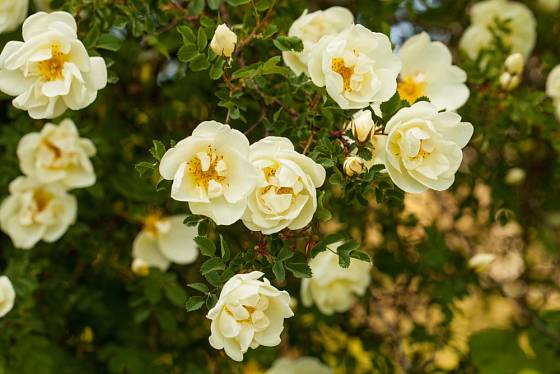 Růže bedrníkolistá (Rosa pimpinellifolia)