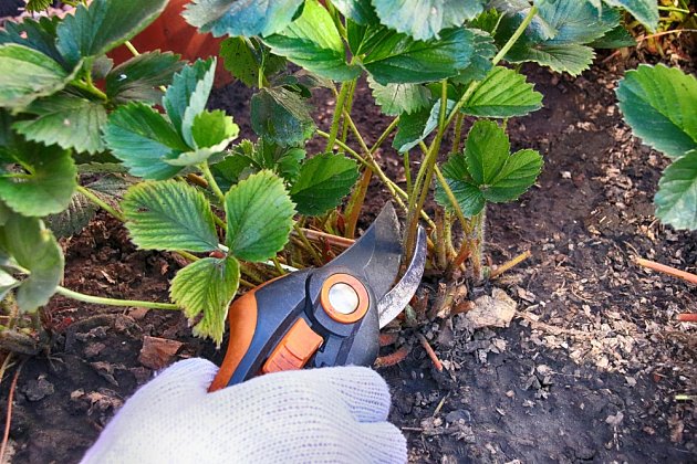 U zdravých rostlin jahodníku odstraňte uschlé listy.