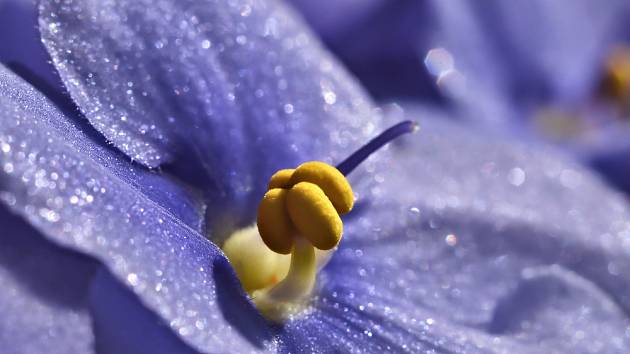 Africká fialka (Saintpaulia ionantha) - detail květu.