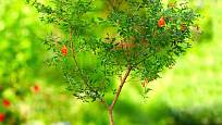 I malý stromek granátovníku (Punica granatum) ochotně kvete