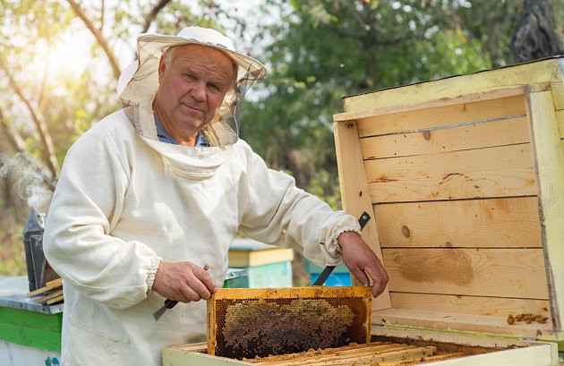 Propolis můžete nejlevněji koupit rovnou u včelaře. 