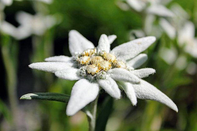 Protěž alpská (Leontopodium alpinum) je výjimečně krásná skalnička