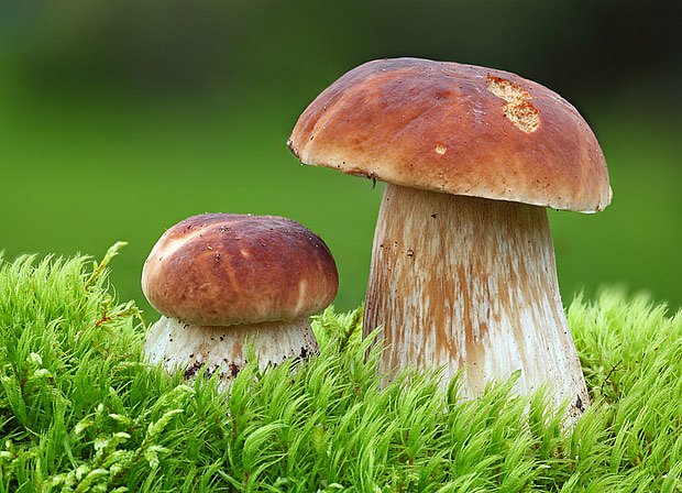 Podzimní houbařská sezóna se blíží