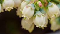 Zahradní borůvky kvetou bíle