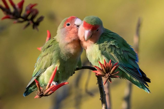 Papoušíci potřebují společnost