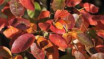 Listy muchovníku dostávají na podzim zajímavé zbarvení. 