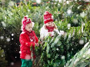 Vyberte nejlepší vánoční stromek pro svou rodinu!