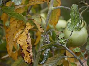Důvodů, proč listy na rostlinách rajčat žloutnou, může být hned několik.