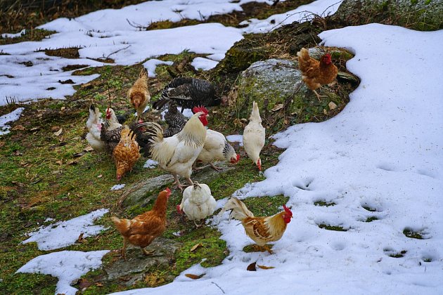 V posledních letech bývají zimy blátivé a v kurníku se zvyšuje vlhkost, která je líhní nemocí.