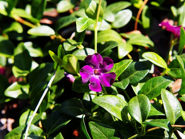 Kultivar barvínku menšího s tmavě fialovými květy - Atropurpurea..