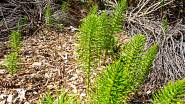Přeslička rolní (Equisetum arvense) je sice plevel, ale také léčivá rostlina