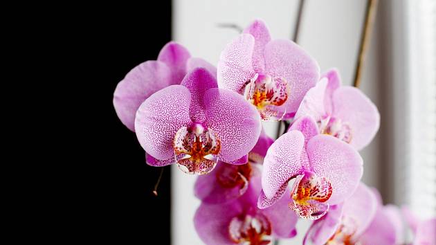 Orchideje vyniknou v každé domácnosti. K bohatému kvetení jim pomůže zázvor.