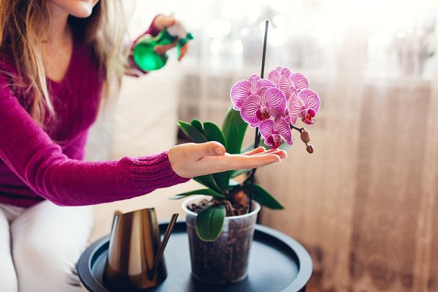 Nejlepší čas pro přesazování orchidejí. Držte se… | iReceptář.cz