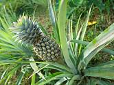 Pěstování ananasu
