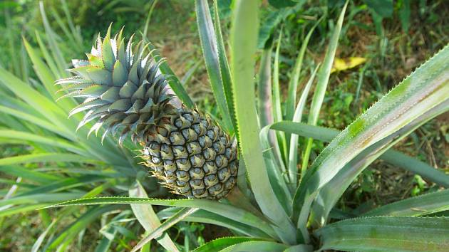 Pěstování ananasu